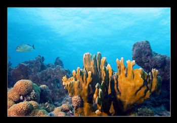 Reefscape II by Marco Gransee 